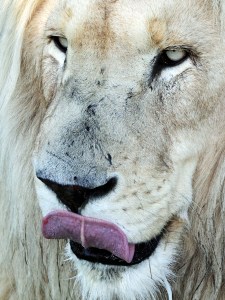 A lion licking his lips