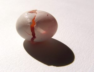A cracked egg