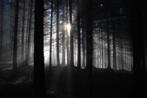 a dark forest