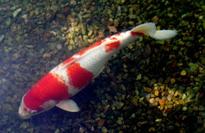 a koi fish in a pond