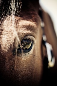 horse eye
