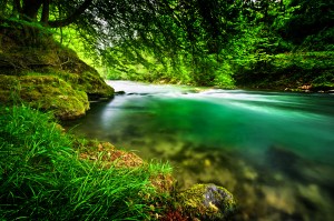 a river of green water