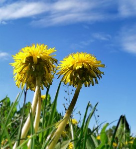 In Pursuit of Happiness, and Money (image by mitz) two dandelions