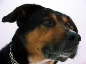 Why IQ Should Be Irrelevant to You (image by ckgd2) a determined dog