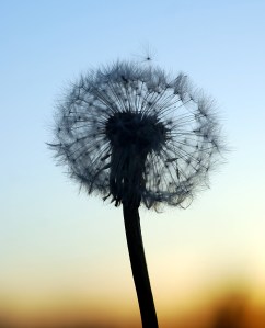 dandelion seeds