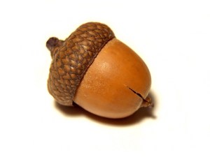 an acorn