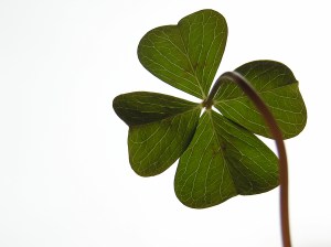 four 4 leaf clover